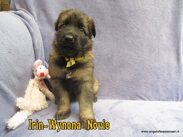Irin-Wynona Novie, grauw ODH teefje van 4 weken oud